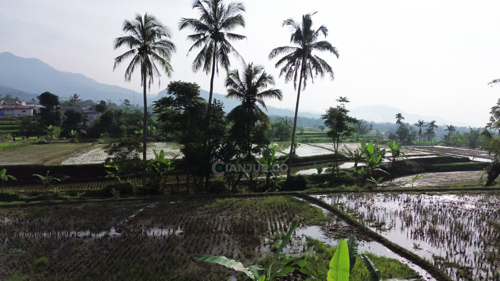 hamparan sawah desa sarampad